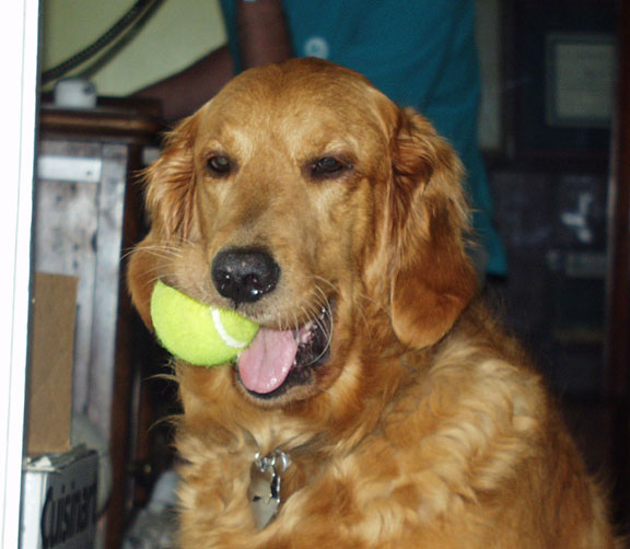 A friend's lab Chelsea. Ain't she cute?