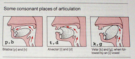 Consonants.